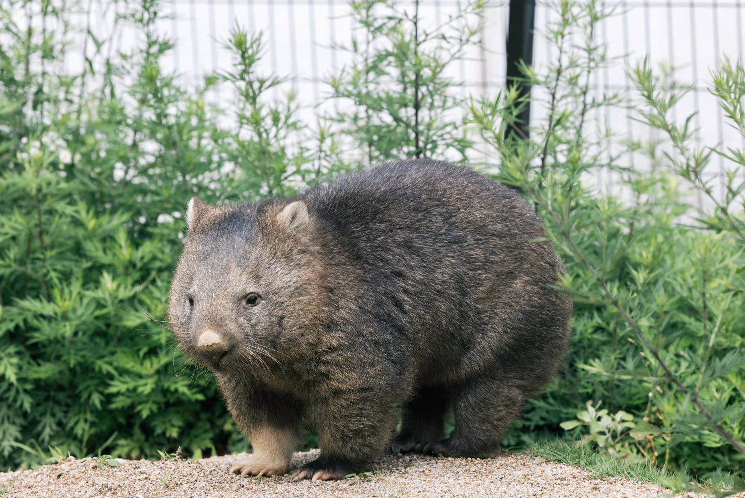 動物たちを守る飼育の取り組み