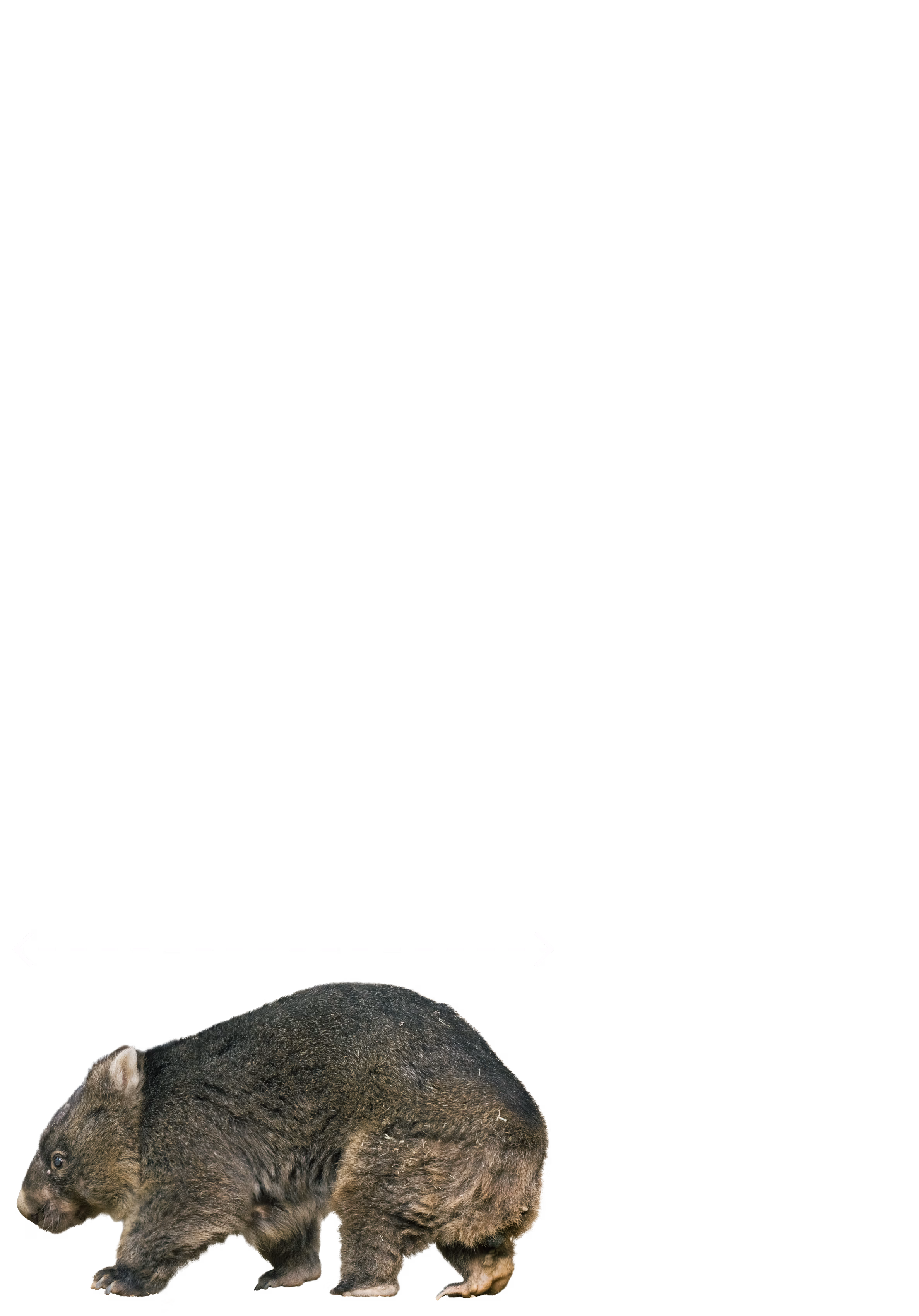 ウォンバット