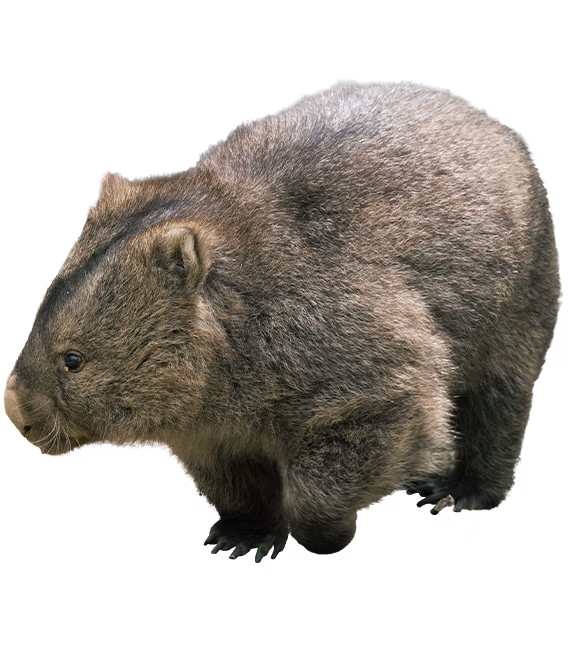 みつめる