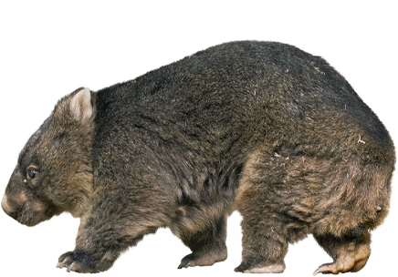 期間限定イベント<br/>ウォンバットだけの動物園