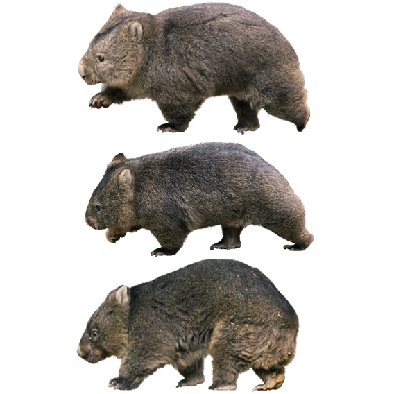 ウォンバットだけの動物園