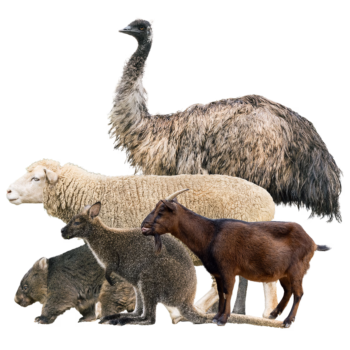 ウォンバットと仲間たち