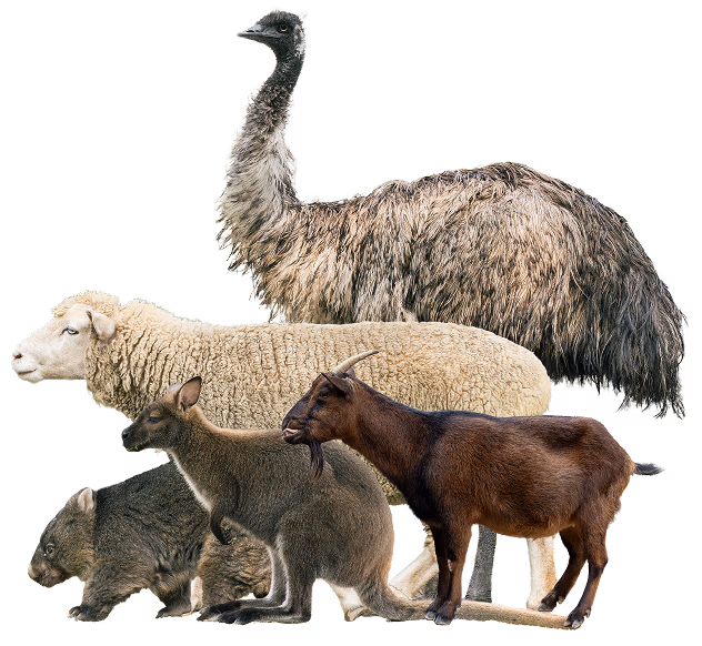 ウォンバットだけじゃない動物園