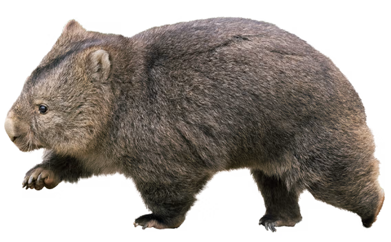 フク