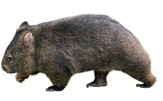 ユキ