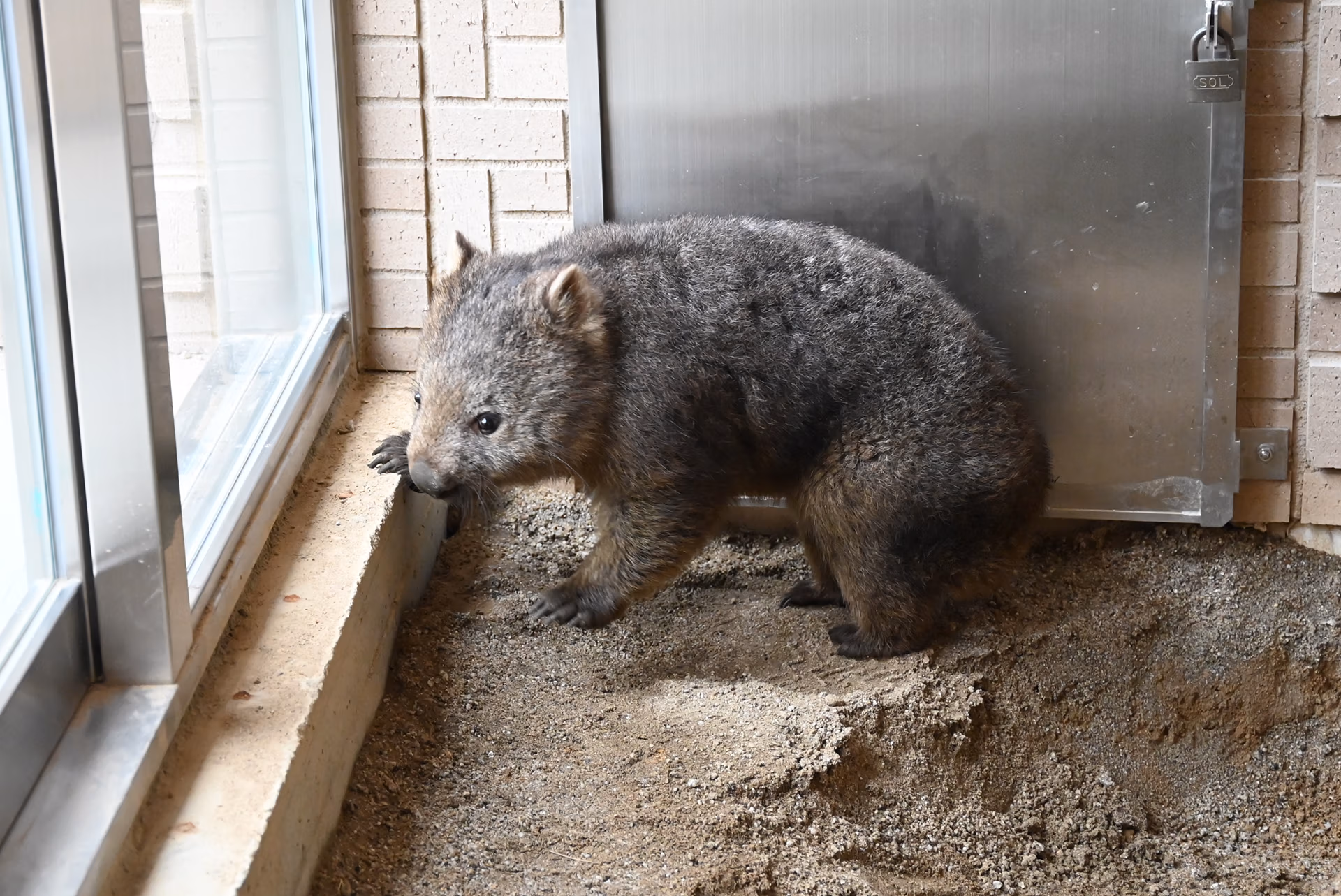 新ウォンバット
（1番／お名前募集中！）