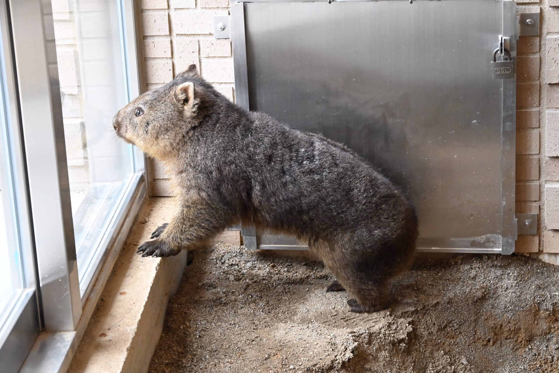 新ウォンバット
（1番／お名前募集中！）