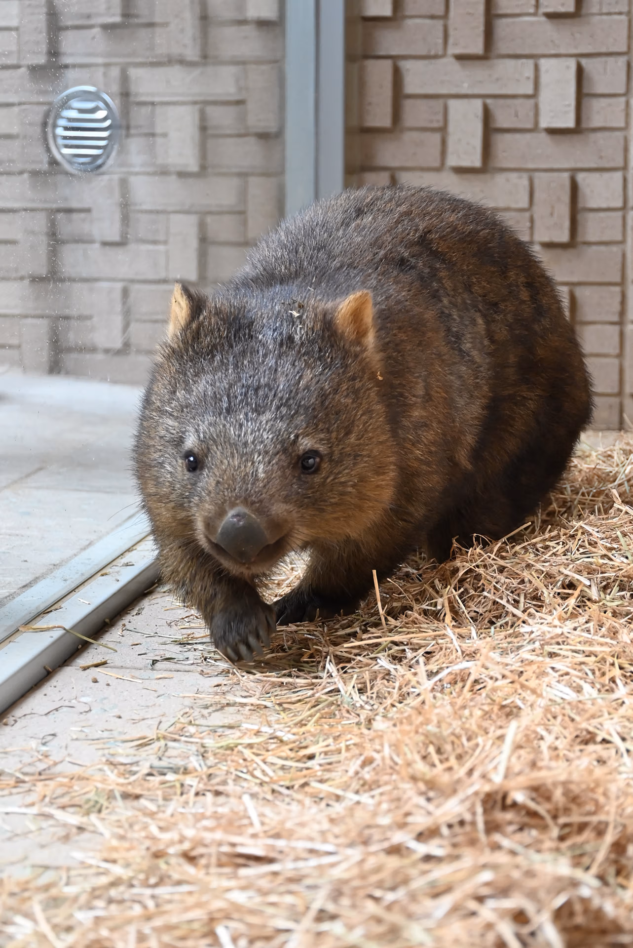 新ウォンバット
（2番／お名前募集中！）