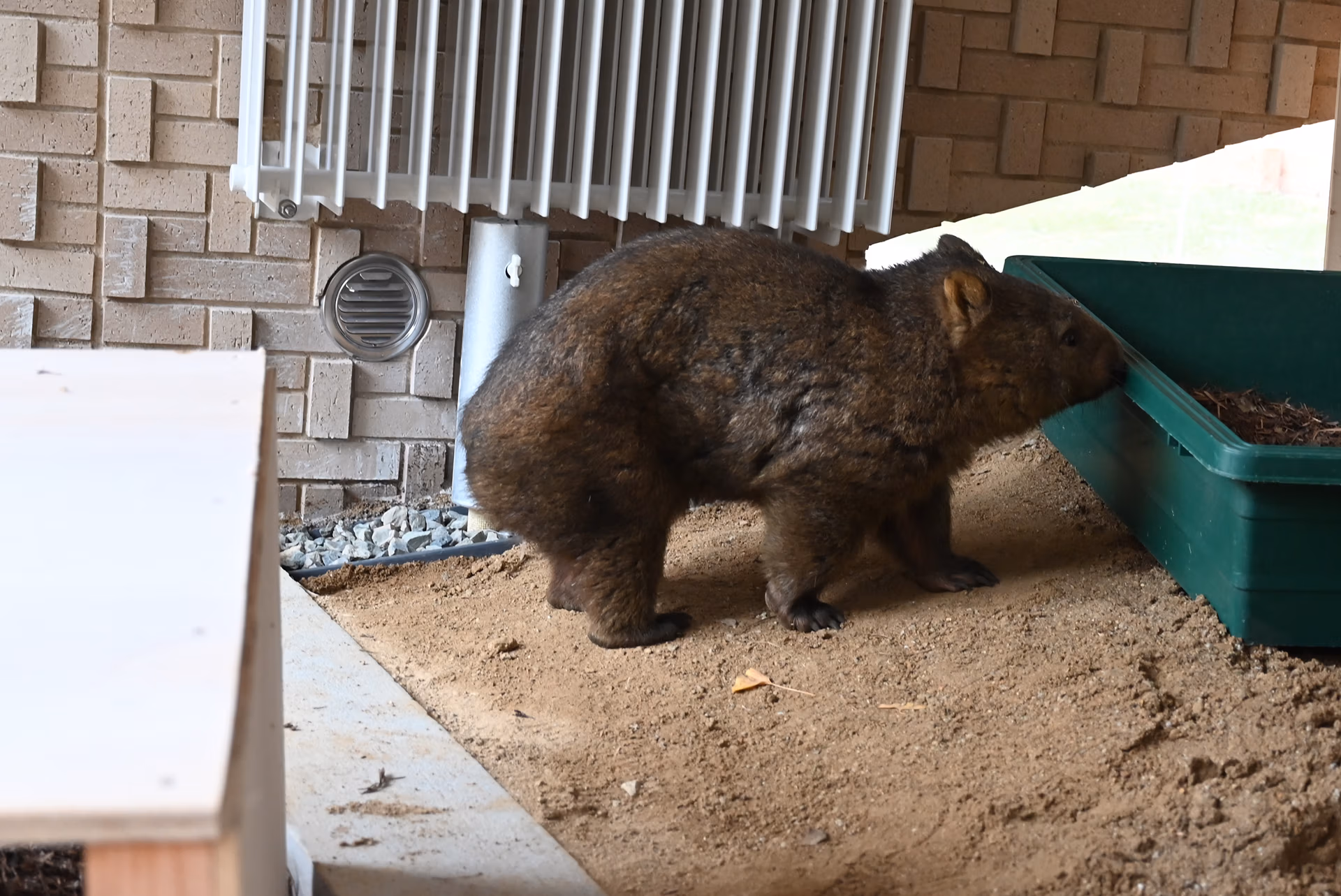 新ウォンバット
（2番／お名前募集中！）