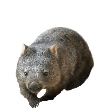 新しい仲間を見る