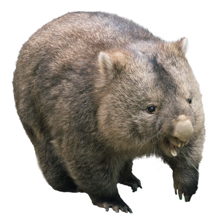 フクを見る