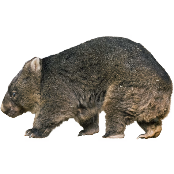 ウォンバット